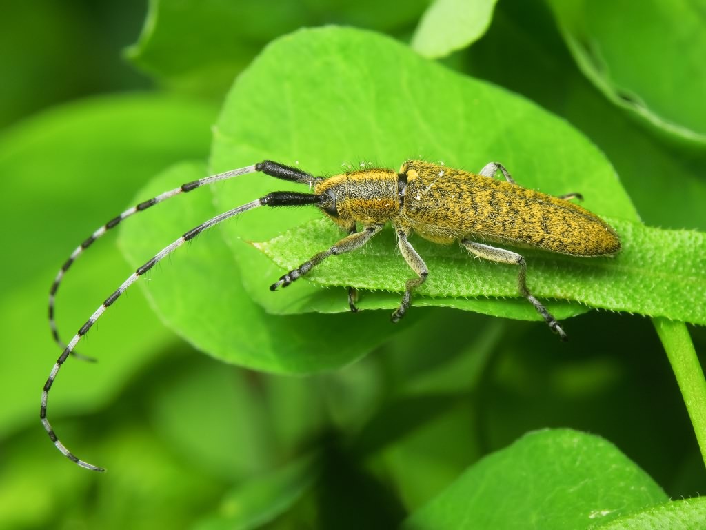 Agapanthia villosoviridescens (De Geer, 1775)